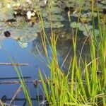 Juncus ensifolius Foglia