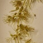 Utricularia vulgaris ফল