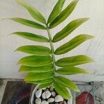 Zamioculcas zamiifoliaഇല