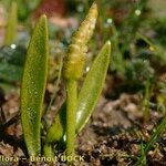 Ophioglossum lusitanicum Плод