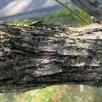 Vitex negundo Kéreg/szár