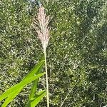 Phragmites australis 花