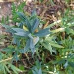 Dianthus rupicola Leaf