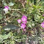 Centaurium portense Fula