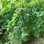 Exochorda racemosa Habitus