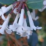 Osmanthus delavayi Virág