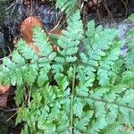 Dryopteris aemula List