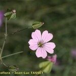 Vaccaria hispanica 花