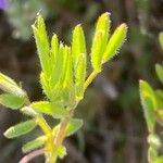 Vicia lentoides Leaf