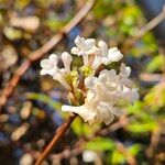 Viburnum farreriFlor