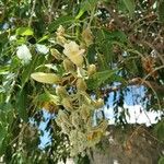 Ipomoea arborescens Lorea