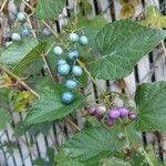 Ampelopsis glandulosa Fruit