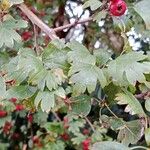 Crataegus rhipidophylla Blatt