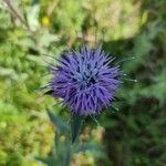 Carthamus caeruleus പുഷ്പം