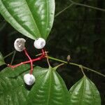 Miconia lateriflora Feuille