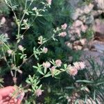 Trifolium arvenseBlüte