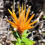 Chuquiraga parviflora Flower
