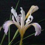 Iris macrosiphon Flower