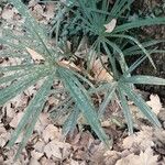 Rhapidophyllum hystrix Fuelha