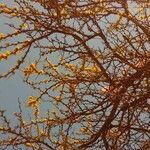 Acacia seyal Virág