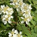 Sorbus koehneana Flower