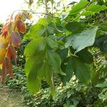 Detarium macrocarpum Blatt