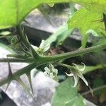 Solanum stramoniifolium