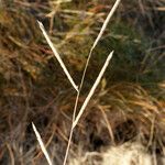 Sporobolus versicolor