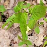 Lonicera canadensis Leaf