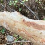 Arbutus menziesii Bark