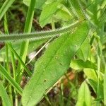 Myosotis arvensis Leaf