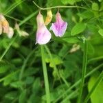 Lathyrus palustrisFlower