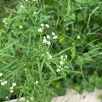 Parthenium hysterophorus Flower