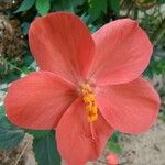 Hibiscus micranthus