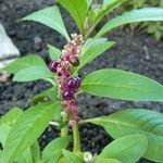 Phytolacca octandra Fruto