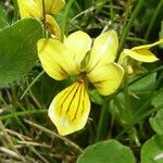 Viola biflora Floare