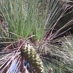 Pinus canariensisFruit