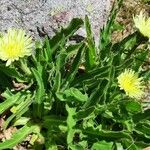 Hieracium berardianum Fleur