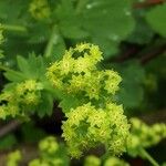 Alchemilla mollis Virág