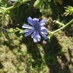 Cichorium endivia 花