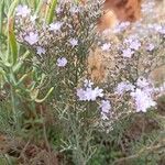 Limonium cordatum Habitus