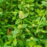 Gomphrena celosioides Ліст