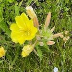 Oenothera elata Fiore