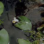 Sagittaria guayanensis 形態