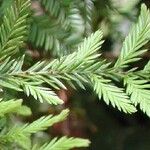 Dacrycarpus vieillardii Hoja