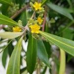 Tristaniopsis laurina Flower