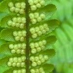 Dryopteris oligodonta Frukto