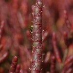 Salicornia procumbens অন্যান্য