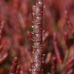 Salicornia procumbens Інше