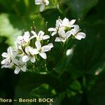 Cardamine asarifolia ফুল